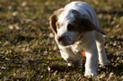 Dukeries' Clumber Spaniel Aven