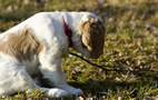 Dukeries' Clumber Spaniel Aven