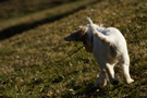 Dukeries' Clumber Spaniel Aven