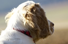 Dukeries' Clumber Spaniel Aven