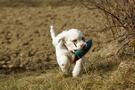 Dukeries' Clumber Spaniel Sparkle