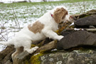 Dukeries' Clumber Spaniel Aven