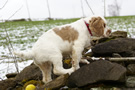 Dukeries' Clumber Spaniel Aven