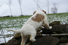 Dukeries' Clumber Spaniel Aven