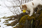 Dukeries' Clumber Spaniel Aven