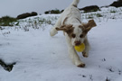 Dukeries' Clumber Spaniel Aven