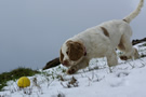 Dukeries' Clumber Spaniel Aven