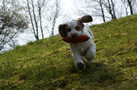 Dukeries' Clumber Spaniel Aven