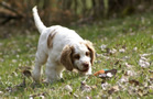 Dukeries' Clumber Spaniel Aven