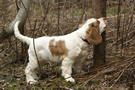 Dukeries' Clumber Spaniel Aven