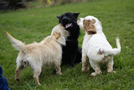 Dukeries' Clumber Spaniel Aven