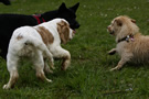 Dukeries' Clumber Spaniel Aven