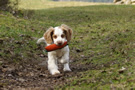 Dukeries' Clumber Spaniel Aven