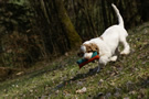 Dukeries' Clumber Spaniel Deli