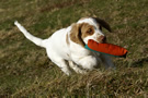 Dukeries' Clumber Spaniel Deli