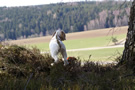 Dukeries' Clumber Spaniel Deli