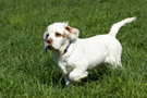 Dukeries' Clumber Spaniel Sparkle