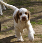 Dukeries' Clumber Spaniel Aven