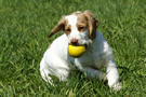 Dukeries' Clumber Spaniel Deli