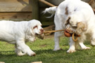 Dukeries' Clumber Spaniel Sparkle