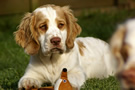 Dukeries' Clumber Spaniel Deli