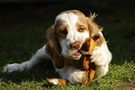 Dukeries' Clumber Spaniel Deli