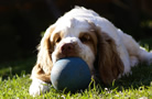 Dukeries' Clumber Spaniel Aven