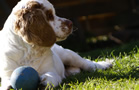 Dukeries' Clumber Spaniel Aven