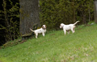 Dukeries' Clumber Spaniel Leya