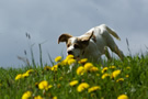 Dukeries' Clumber Spaniel Deli