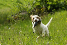 Dukeries' Clumber Spaniel Leya