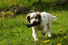 Dukeries' Clumber Spaniel Aven