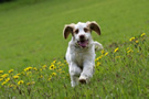 Dukeries' Clumber Spaniel Aven