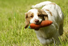 Dukeries' Clumber Spaniel Deli