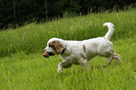 Dukeries' Clumber Spaniel Leya