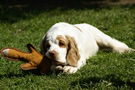 Dukeries' Clumber Spaniel Leya