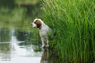 Dukeries' Clumber Spaniel Aven