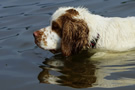 Dukeries' Clumber Spaniel Aven