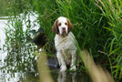 Dukeries' Clumber Spaniel Aven