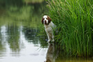 Dukeries' Clumber Spaniel Aven