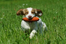 Dukeries' Clumber Spaniel Deli