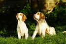 Dukeries' Clumber Spaniel Leya