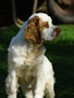 Dukeries' Clumber Spaniel Aven