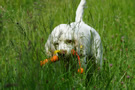 Dukeries' Clumber Spaniel Sparkle