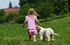 Dukeries' Clumber Spaniel Aven