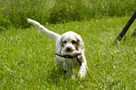 Dukeries' Clumber Spaniel Sparkle