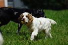 Dukeries' Clumber Spaniel Aven