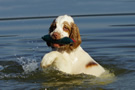 Dukeries' Clumber Spaniel Leya