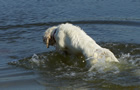 Dukeries' Clumber Spaniel Sparkle