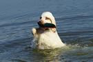 Dukeries' Clumber Spaniel Sparkle